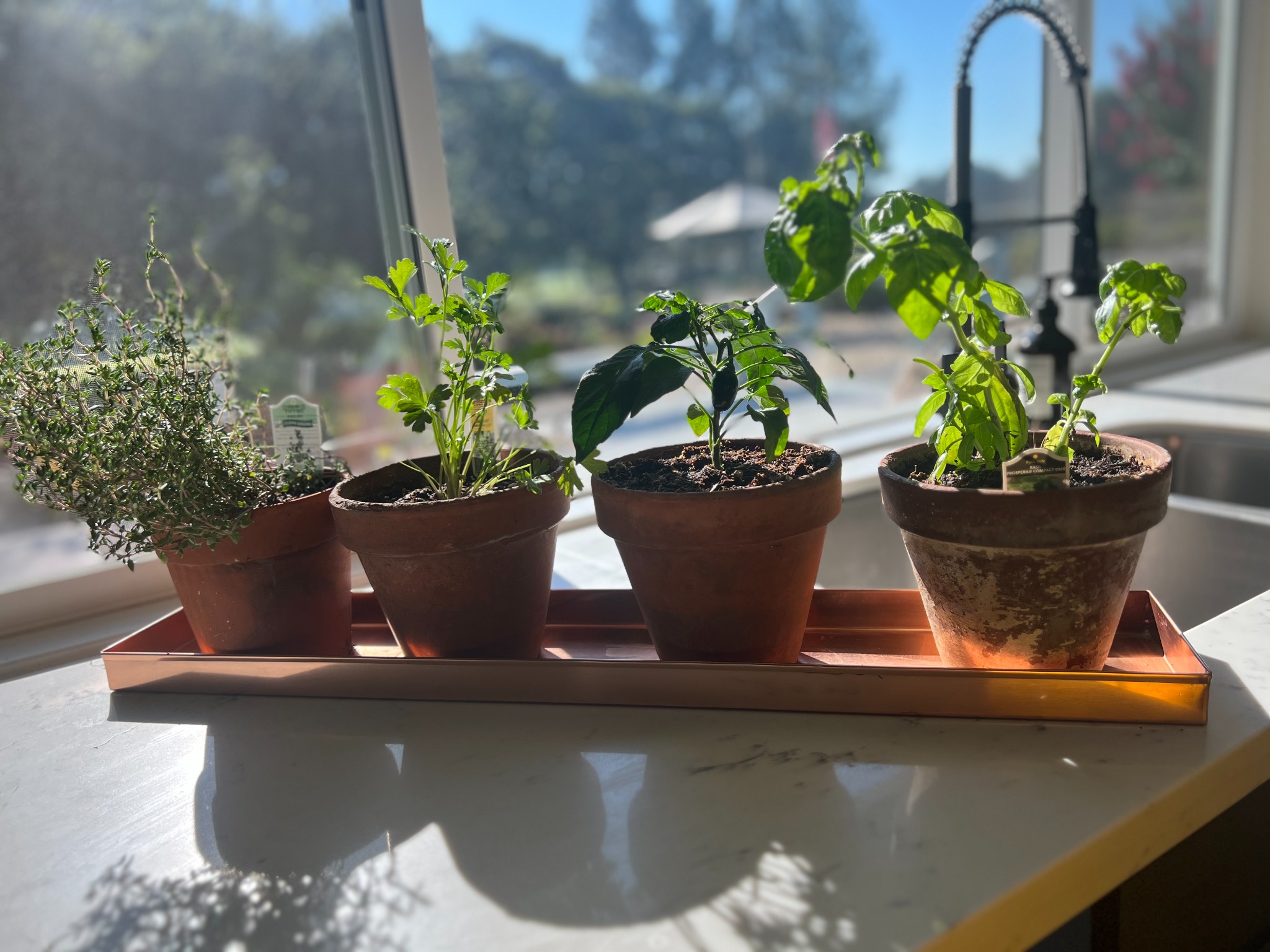 Long copper tray holding four potted kitchen herbs in a sunny window
